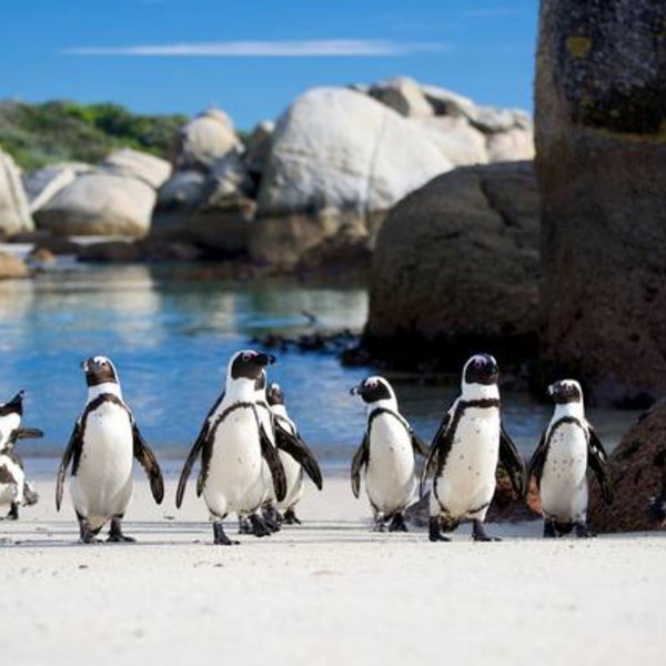 Pinguine bei Cape Town