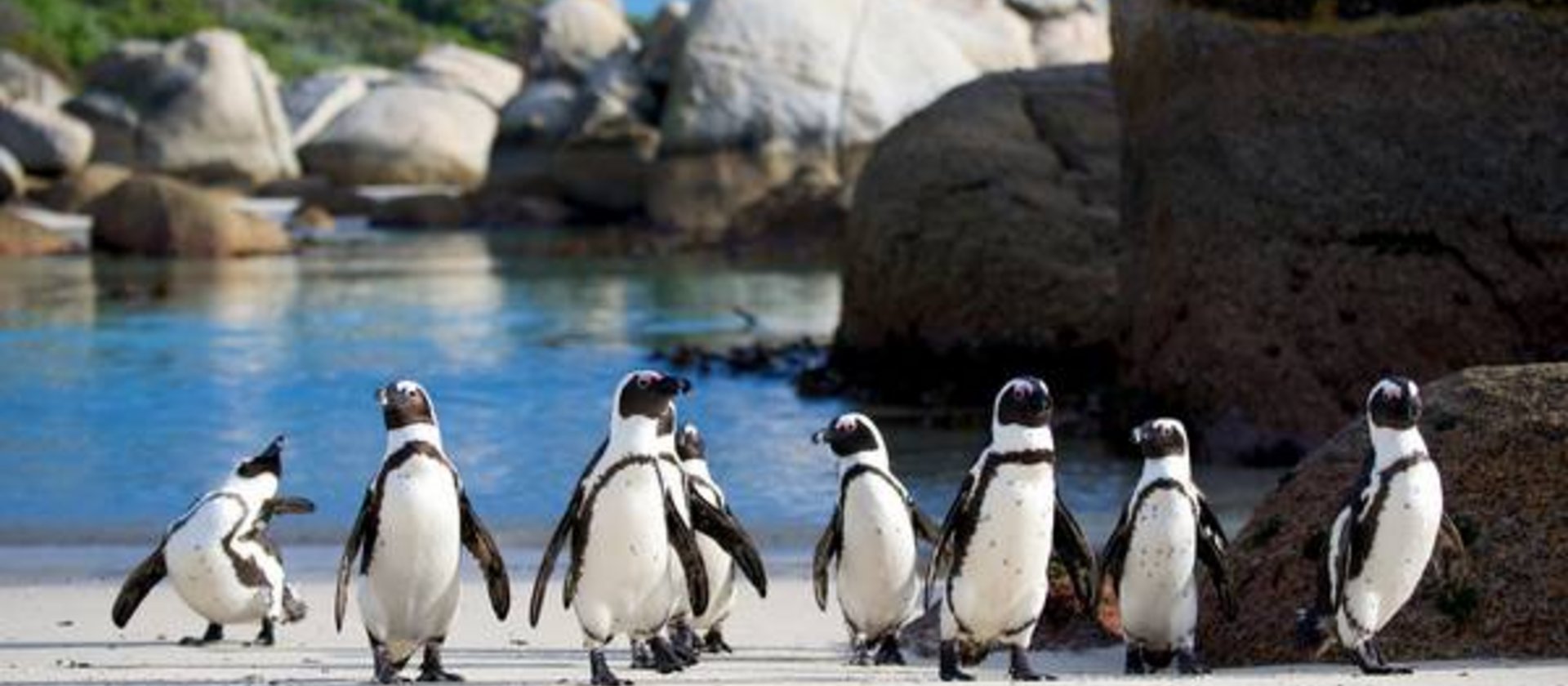 Pinguine bei Cape Town