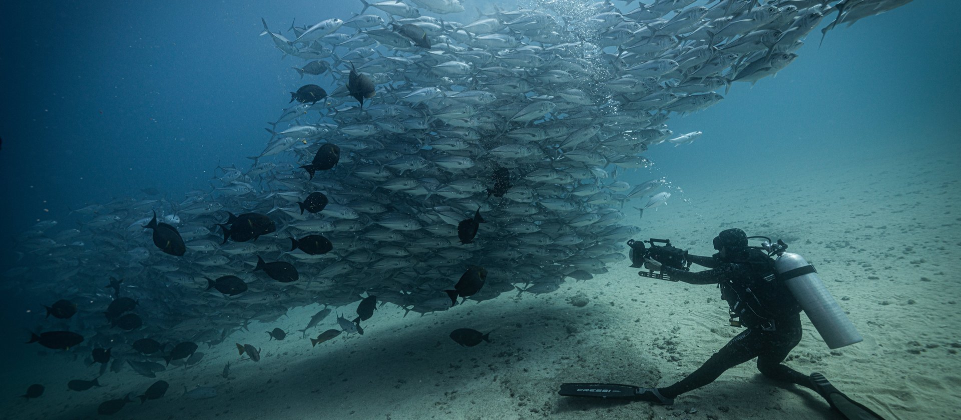 Jack Fish Experience in Capo Pulmo