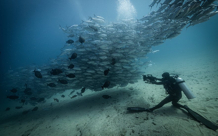 Jack Fish Experience in Capo Pulmo