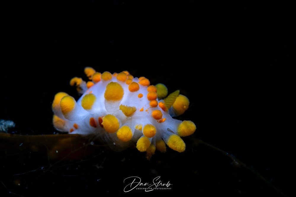 Picture of a colourful slugs