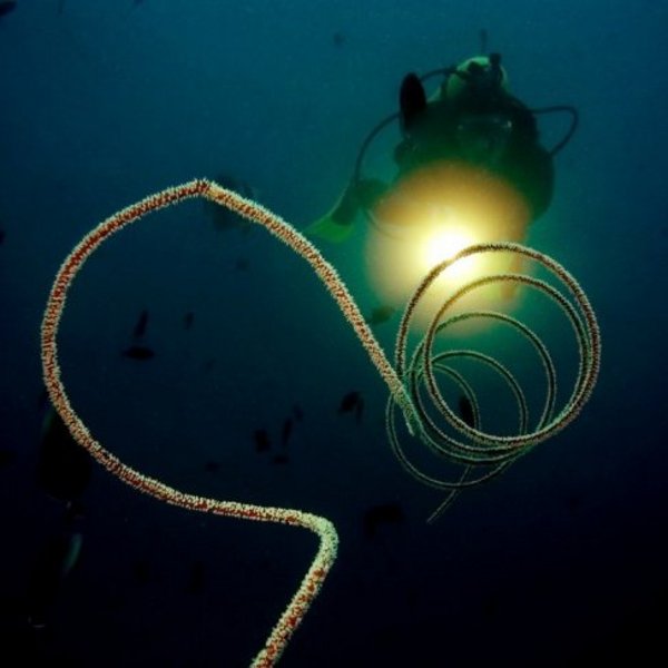 PADI Night Diver