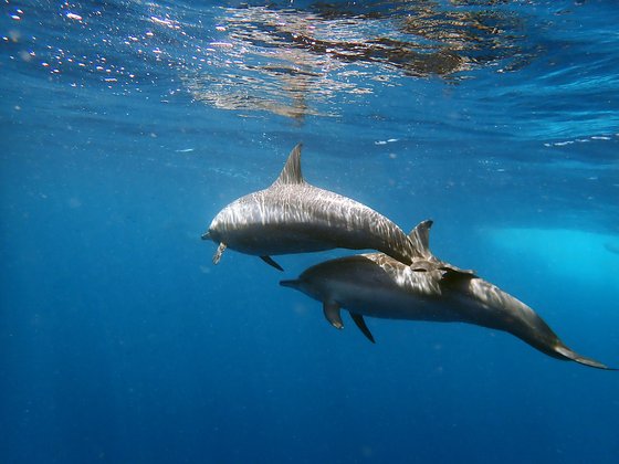 Zwei Delphine im Roten Meer