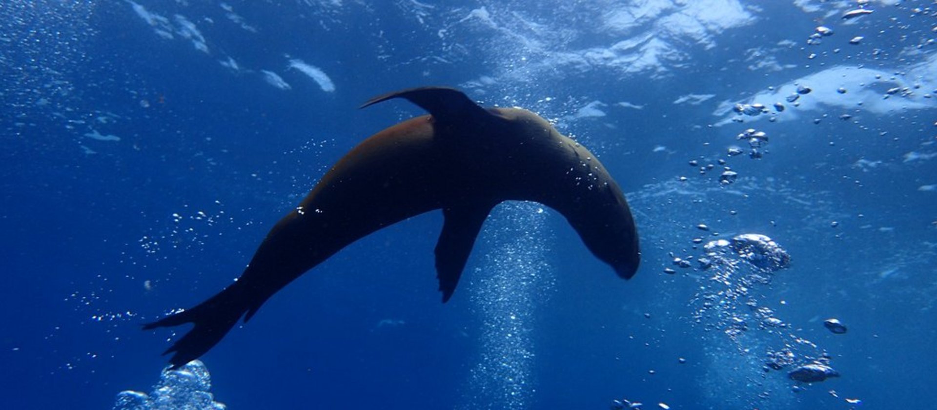 Galapagos verspielter Seehund