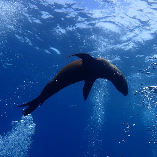 Galapagos verspielter Seehund