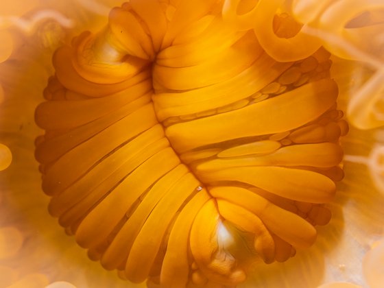 leuchtend oranger Mund einer Anemone