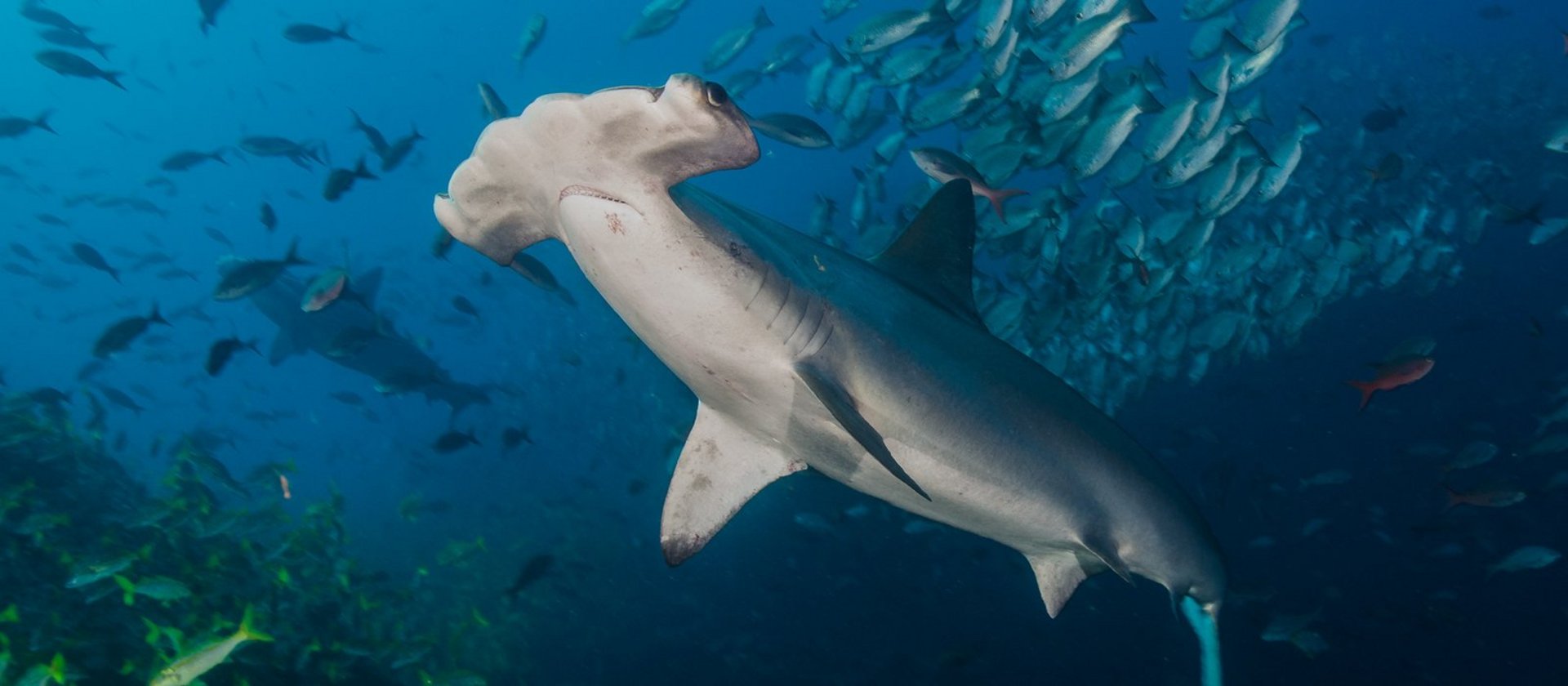 Cocos Island Hammerhaie