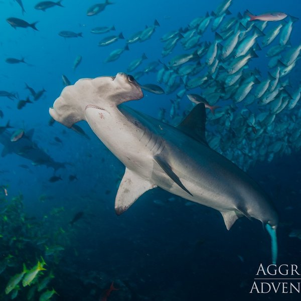 Cocos Island Hammerhaie