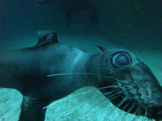 Sea Lion up close