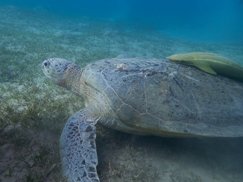 Schildkröte unter Wasser bei einem Tauchgang in Egypten mit TSK