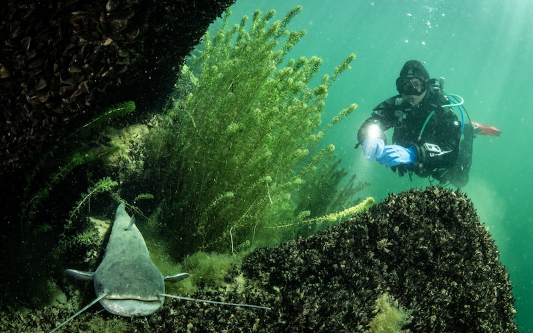 TSK Diving with a Catfish