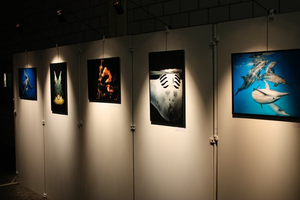 Bildergalerie Unterwasserfotos Bildergalerie Unterwasserfotos