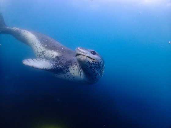 Seeleopard bei einer Antarktis Tauchreise mit TSK