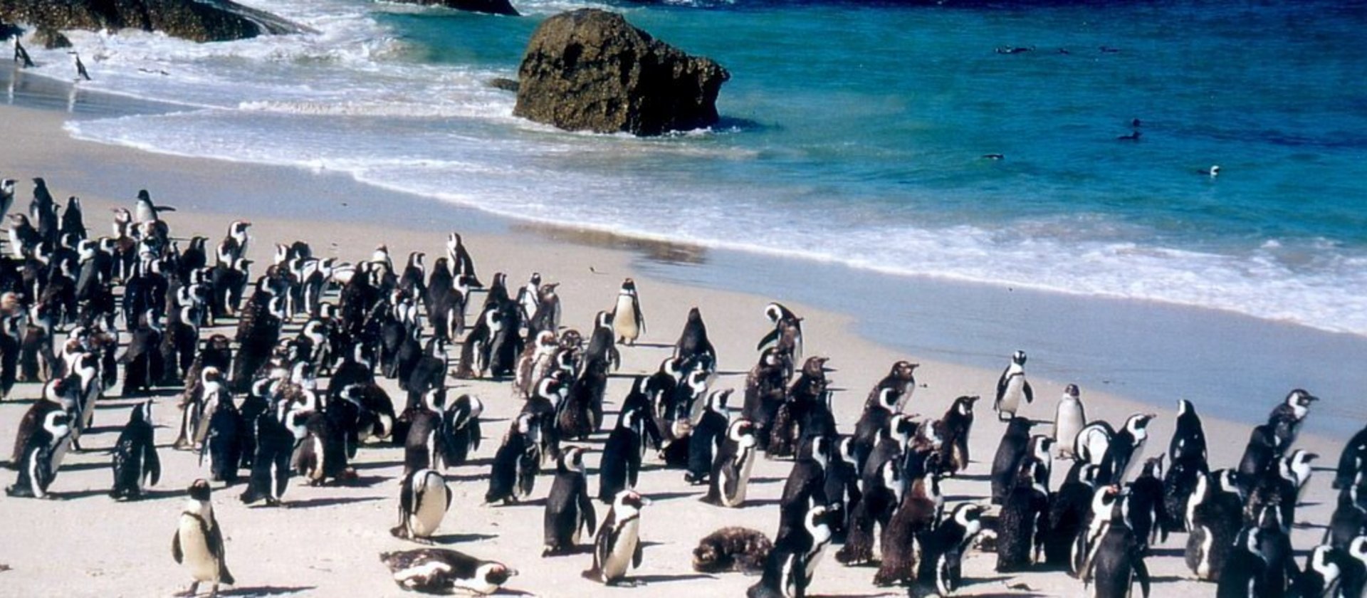 Grosses Pinguin Treffen