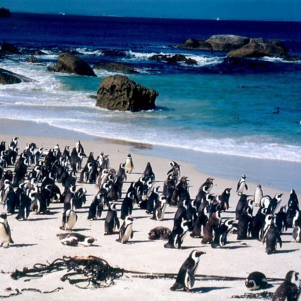 Grosses Pinguin Treffen