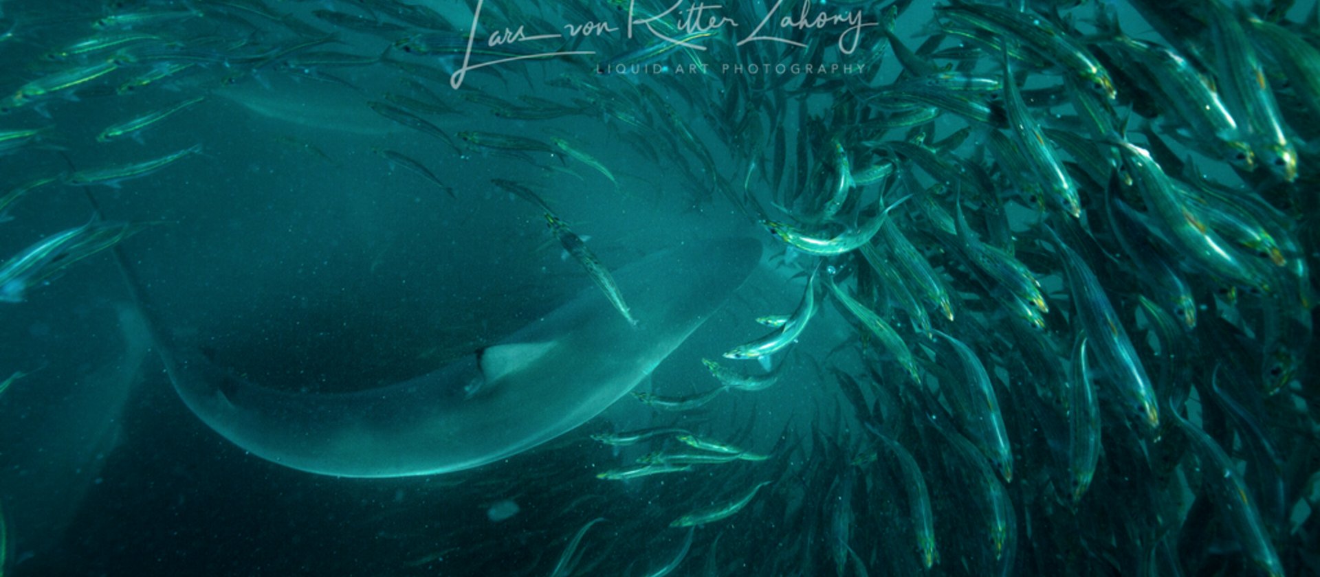Sardinen und ein Hai bei einer Tauchreise mit TSK Safari