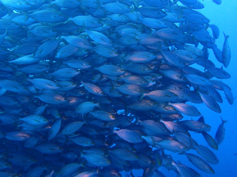 Fischschwarm im Mittelmeer