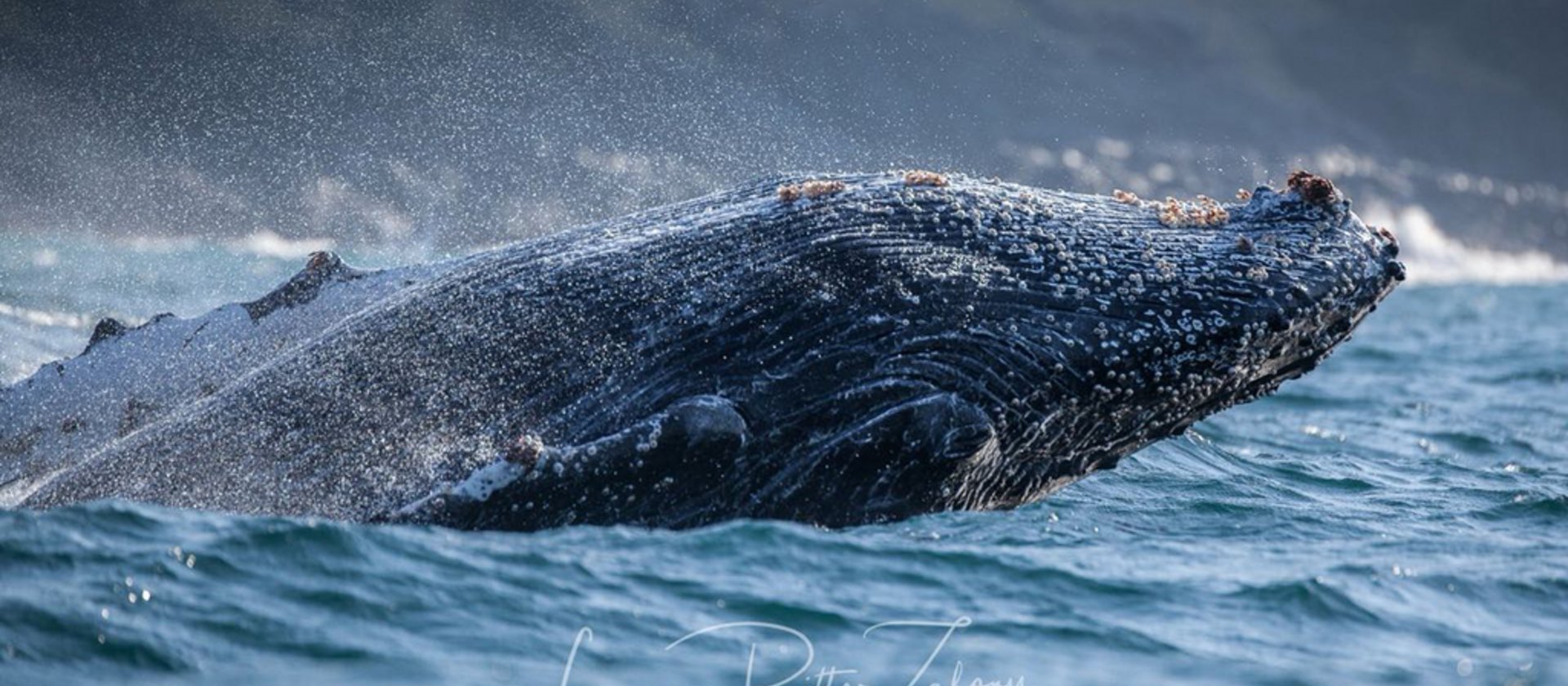 Wal bei Tauchreise Safari, Cape Town TSK