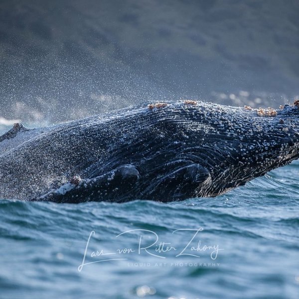 Wal bei Tauchreise Safari, Cape Town TSK