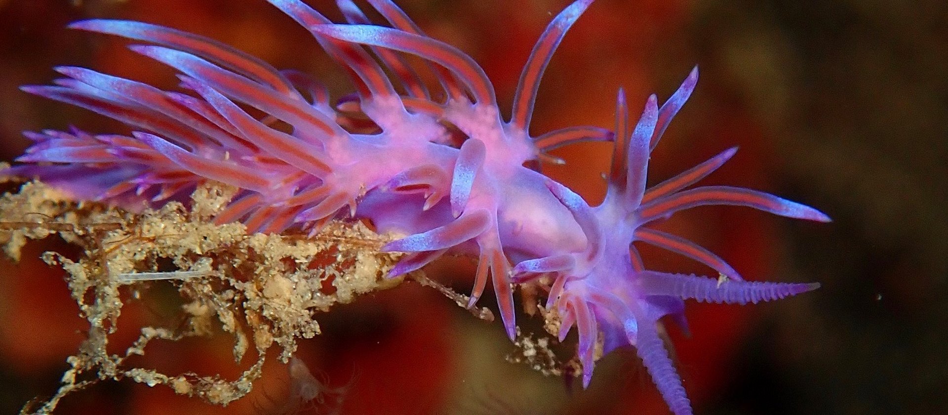 Fadenschnecke in der Elba Freedive Tauchreise 