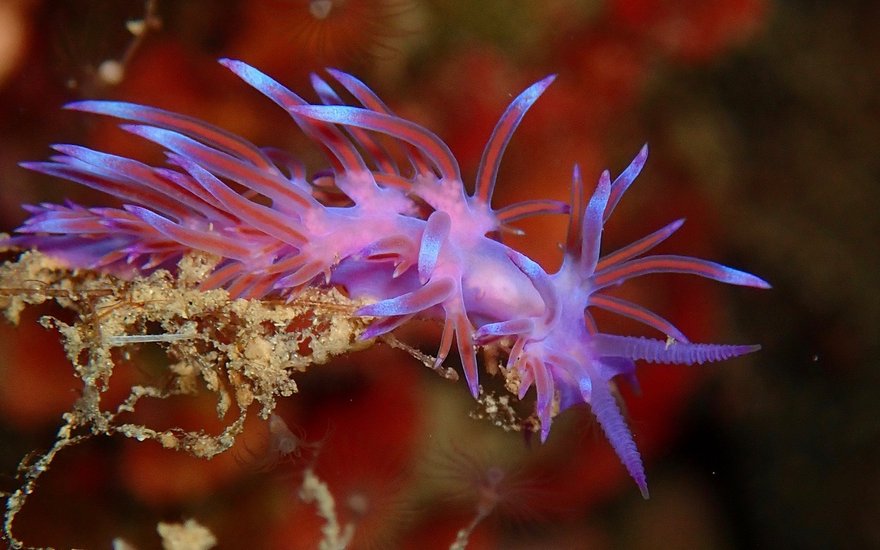 Fadenschnecke in der Elba Freedive Tauchreise 