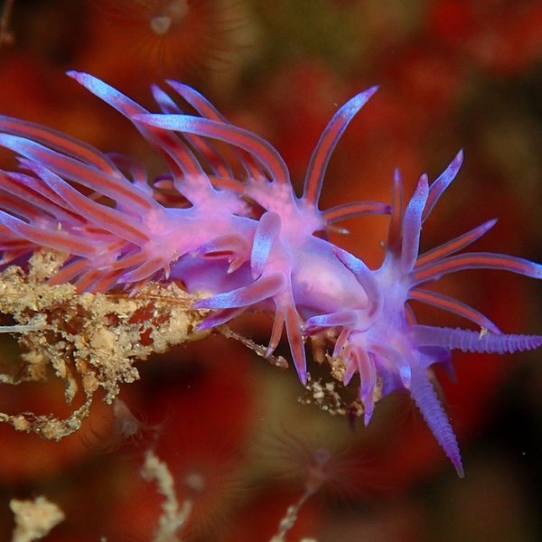 Fadenschnecke in der Elba Freedive Tauchreise 