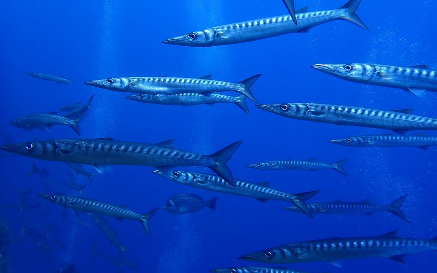 Fische, die man dank dem TSK Open Water Dive Kurs im Meer besichtigen kann beim Tauchen.