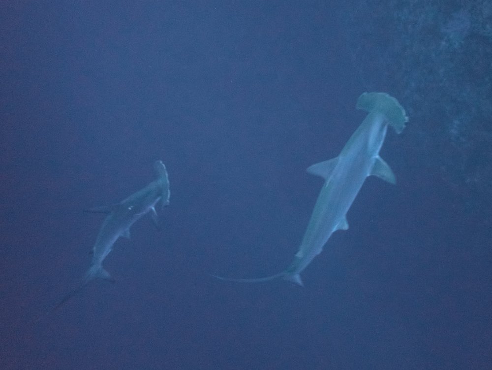 Hammerhaie im Ocean Window 2020 Tauchreise in Red Sea