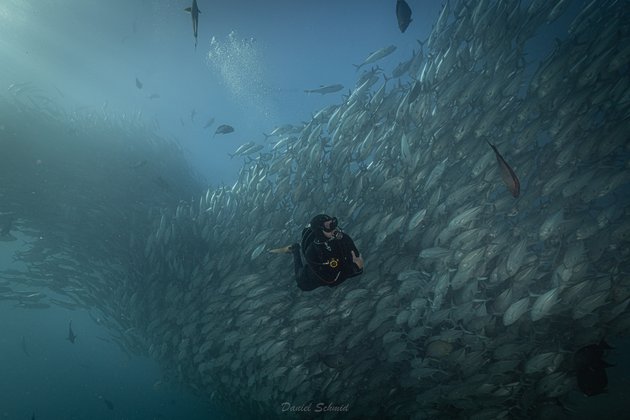 Diving with Jacks in the sea of cortez