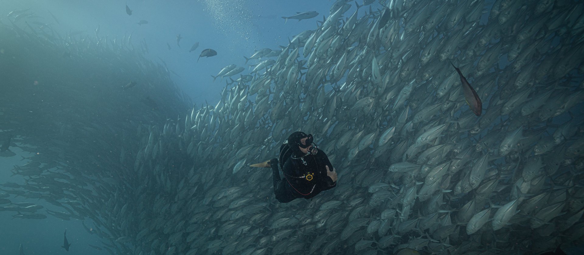 Diving with Jacks in the sea of cortez