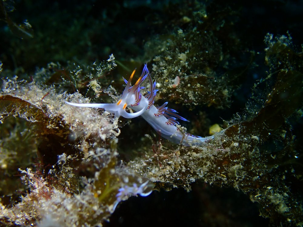 Flabellina Nudibranch 