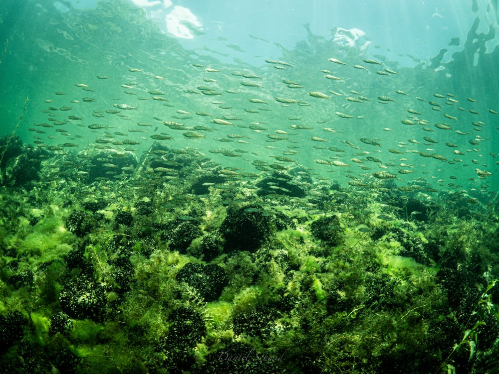 Diving in Swiss lakes and rivers