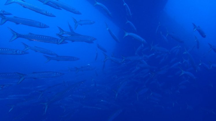 Ibiza Barracudas