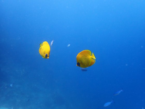 Zwei gelbe Maskenfalterfische im Roten Meer