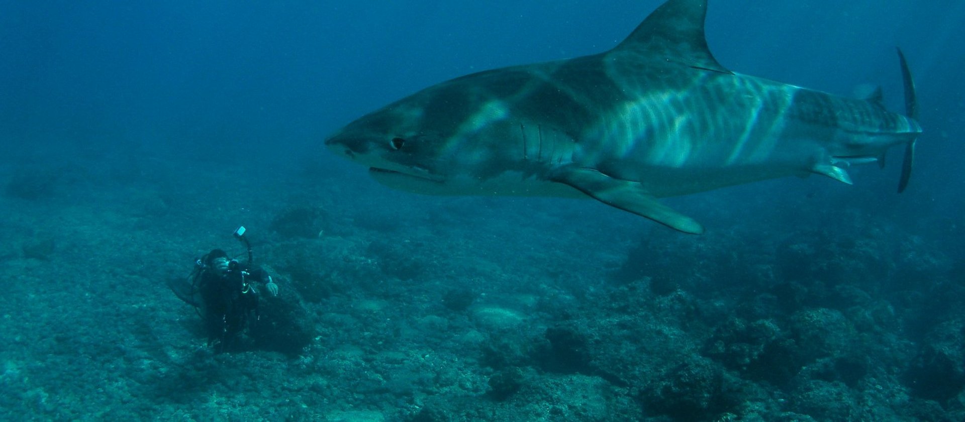 Tiger Shark