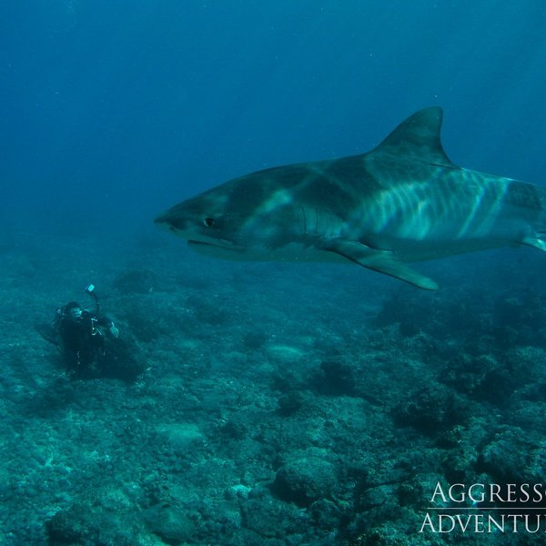 Tiger Shark