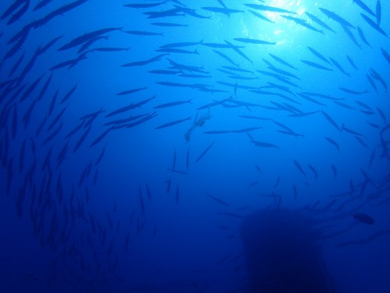 Ibiza Barracudas