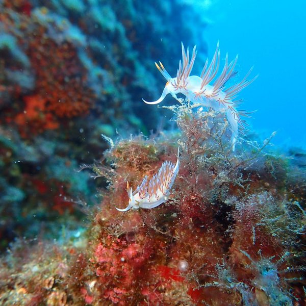 Ibiza Diving