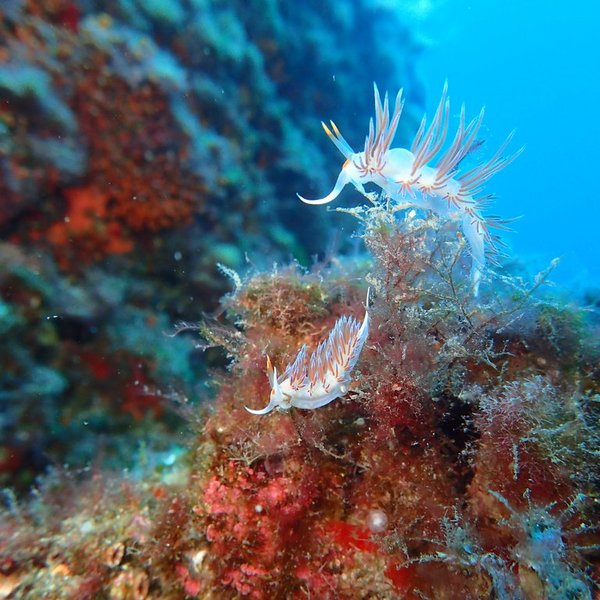 Ibiza Diving