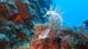 Ibiza Diving