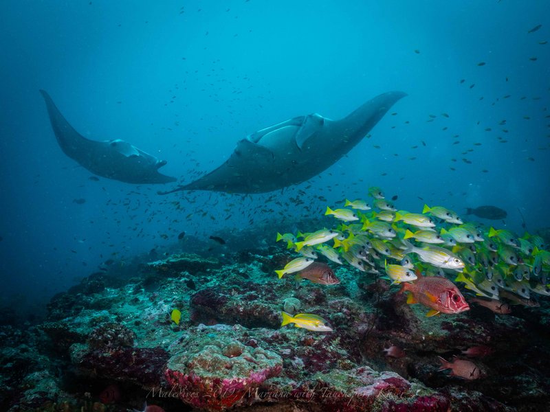 Manta während Tauchsafari auf der Mariana von TSK