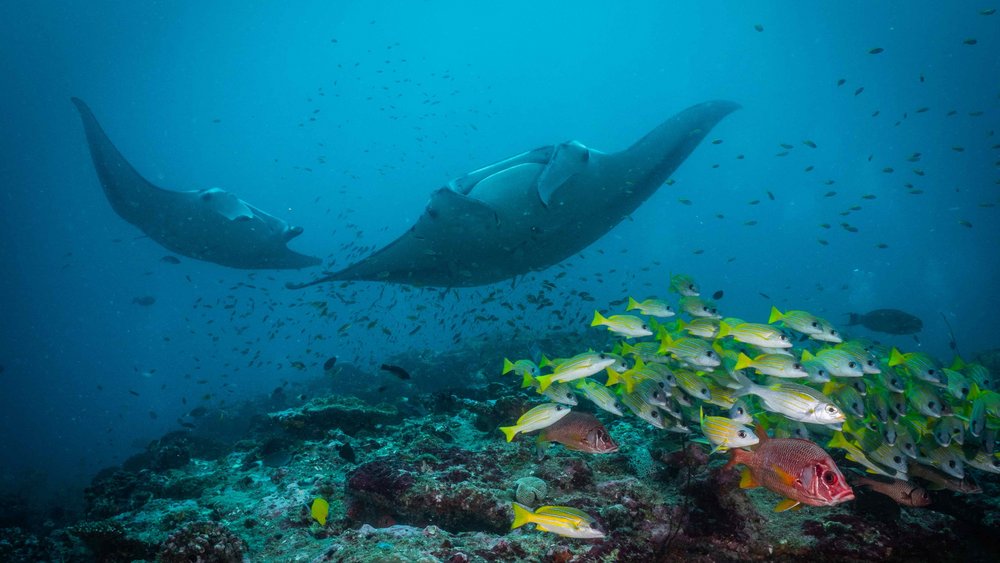 Manta während Tauchsafari auf der Mariana von TSK