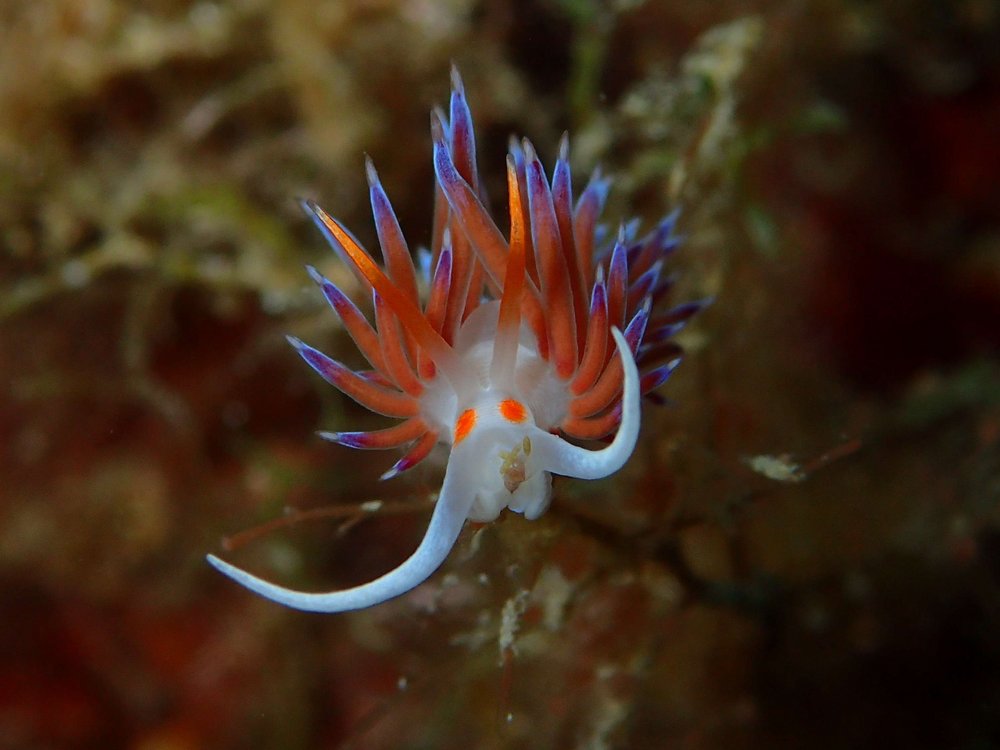 flabellina affinis Fadenschnecke Foto einer wunderschönen flabellina affinis Fadenschnecke in Violett