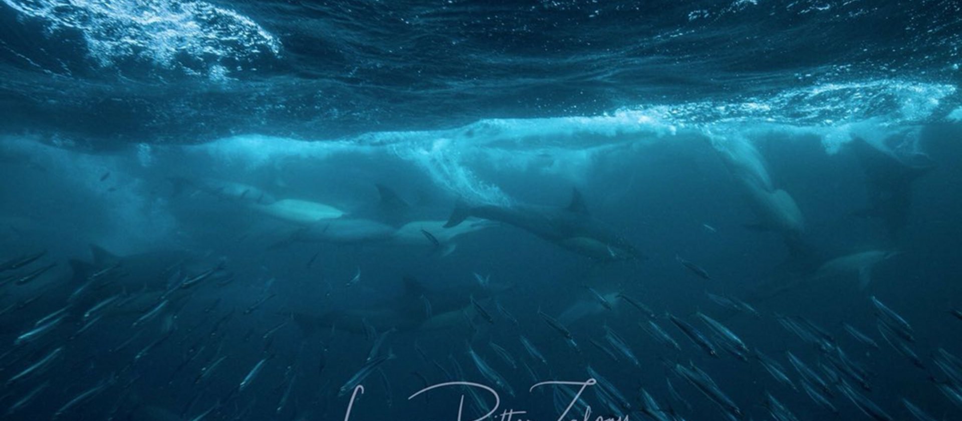 TSK Tauchreise in Südafrika Sardinen und Delphine