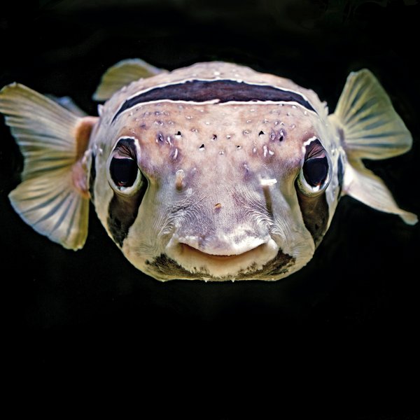 Porcupinefish