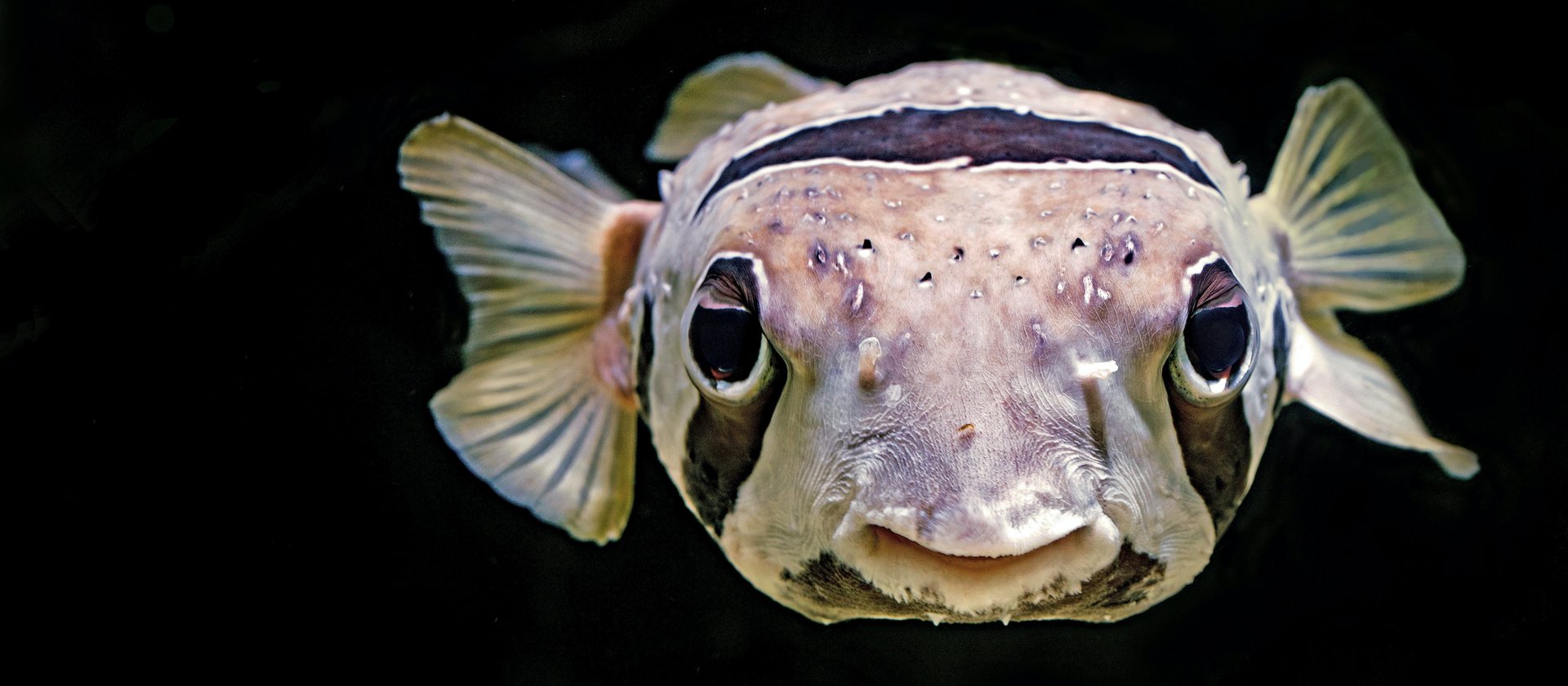 Porcupinefish