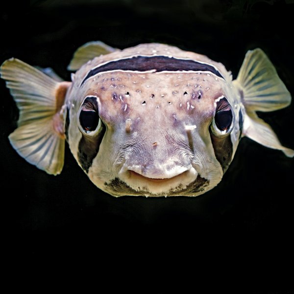 Porcupinefish