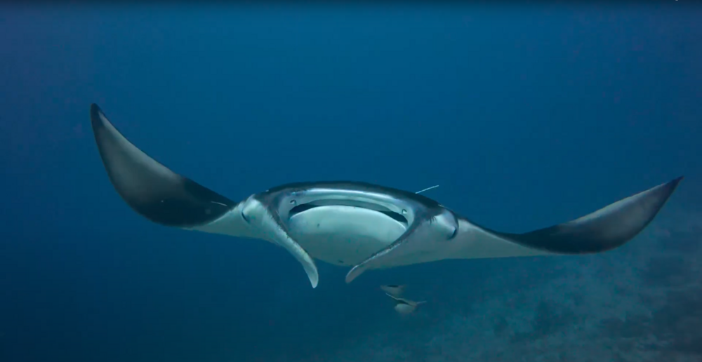 Mantarochen | Sabine Renfer Mantarochen | Sabine Renfer