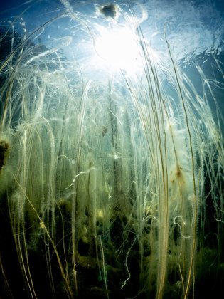 Wasserpflanzen im Gegenlicht