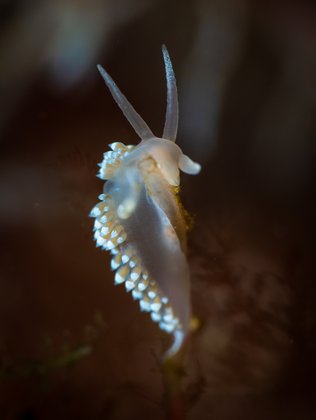 wunderschöne Nacktschnecke